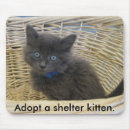 Recherche de chaton tapis souris Photographie