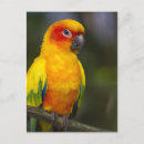 Recherche de parrot cartes postales Plumage