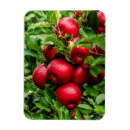 Suche nach apfelbaum magnete Herbst