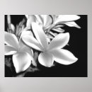 Suche nach plumeria poster Flower