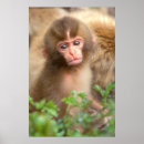 Recherche de singe de bébé posters Singe des neiges