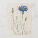 Suche nach cornflower postkarten Vintag