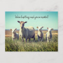Suche nach lamb postkarten Lämmer