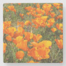 Suche nach california untersetzer Pflanze