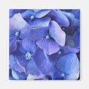 Suche nach blaue hydrangeas magnete Pflanze