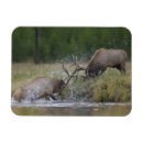 Recherche de parce que magnets Faune
