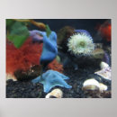 Suche nach salzwasser poster Aquarium