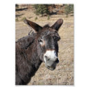 Suche nach funny donkey poster Tier