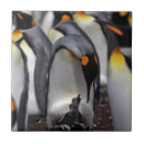 Recherche de jeune animal carreaux Oiseau