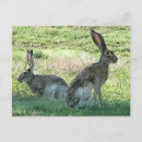 Suche nach jackkaninchen postkarten Tiere