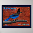 Recherche de jay posters Jay de steller