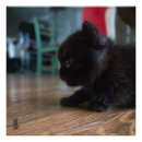 Recherche de près de posters Chat