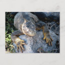 Recherche de galapagos cartes postales Iguana