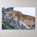 Suche nach akazienbaum poster Löwe