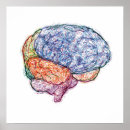 Recherche de cerveau art Système nerveux