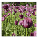 Suche nach mohnblume poster Bride