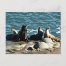 Recherche de otarie cartes postales Nature
