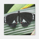Recherche de tropical papillon magnets Nature