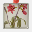 Suche nach amaryllis ornamente Botanisch