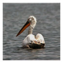 Recherche de brise posters Oiseau
