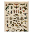 Recherche de les insectes posters Pour tous