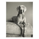 Suche nach weimaraner hund poster Grau