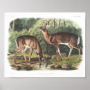 Recherche de cerf virginie posters Bois