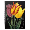 Recherche de tulipa Tulipe