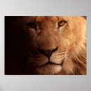 Recherche de roi lion posters Gros chats