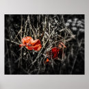 Suche nach mohnblumen poster Natur