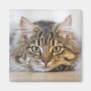 Recherche de miaou magnets Animal