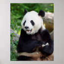 Suche nach bambus poster Panda