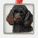 Recherche de caniche noir ornements Chiot
