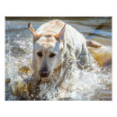 Recherche de laboratoire photographie Animal