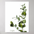 Suche nach salbei poster Eukalyptus