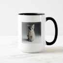 Recherche de chat tigré gris tasses Chaton