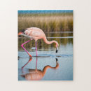 Suche nach flamingo puzzle Natur