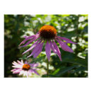 Recherche de echinacea posters Photographie