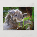 Recherche de ours koala cartes postales Gris