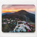 Recherche de rhododendron tapis souris Paysage