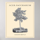 Suche nach acer poster Ahorn