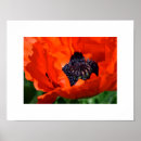 Suche nach orientale poster Mohn