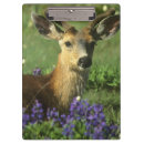 Suche nach kamera klemmbrett Ein tier