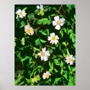 Recherche de roses sauvages posters Nature