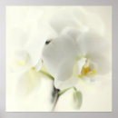Suche nach 花 Orchideen