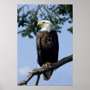 Recherche de nous aigle art Animaux