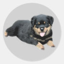 Recherche de chiot rottweiler autocollants Rottweilers