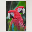 Suche nach wilde papageien puzzle Macaw