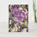Suche nach krokus karten Botanisch
