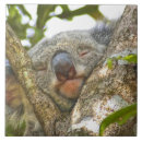 Recherche de koala carreaux Animal